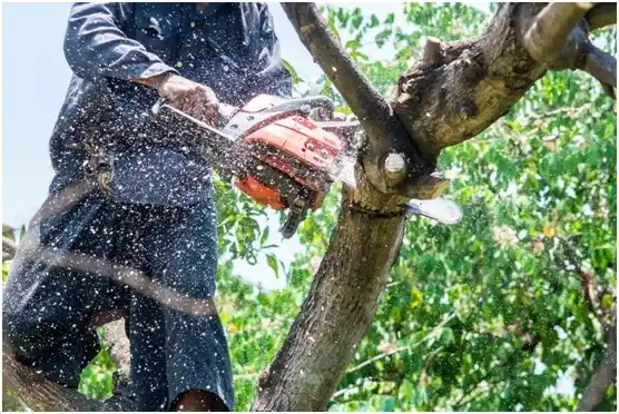 tree services Gloucester Courthouse